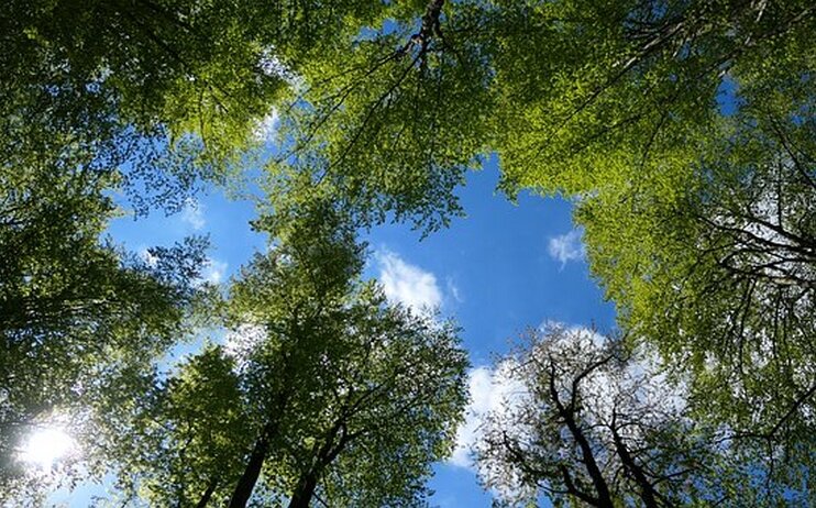 Immersi nel verde di Canfaito