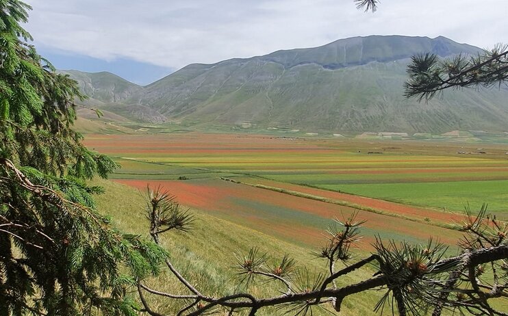 La prima Fiorita di Castelluccio